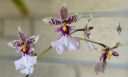 Caucaea phalaenopsis, orchid species flowers, Phalaenopsis-Like Oncidium, fragrant miniature orchid, grown outdoors in Pacifica, California