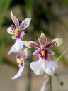 Caucaea phalaenopsis, orchid species flowers, Phalaenopsis-Like Oncidium, fragrant miniature orchid, grown outdoors in Pacifica, California