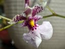 Caucaea phalaenopsis, orchid species flower with water drops, Phalaenopsis-Like Oncidium, fragrant miniature orchid, grown outdoors in Pacifica, California