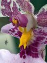 Caucaea phalaenopsis, close up photo of flower column and lip, orchid species flower, Phalaenopsis-Like Oncidium, fragrant miniature orchid, grown outdoors in Pacifica, California