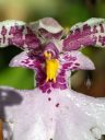 Caucaea phalaenopsis, close up photo of orchid species flower, Phalaenopsis-Like Oncidium, fragrant miniature orchid, grown outdoors in Pacifica, California