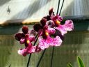 Caucaea sanguinolenta, orchid species flowers, Asuka Orchids, San Bruno, California