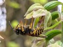 Epipactis helleborine with wasp, orchid species flower, Broad-leaved helleborine growing wild in Pacifica, California