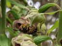 Epipactis helleborine with wasp, orchid species flower, Broad-leaved helleborine growing wild in Pacifica, California