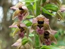 Epipactis helleborine, orchid species flowers, Broad-leaved helleborine growing wild in Pacifica, California