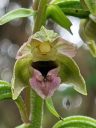 Epipactis helleborine, orchid species flower, Broad-leaved helleborine growing wild in Pacifica, California