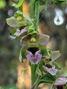 Epipactis helleborine, orchid species flowers, Broad-leaved helleborine growing wild in Pacifica, California
