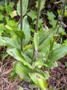 Epipactis helleborine, orchid species leaves, Broad-leaved helleborine growing wild in Pacifica, California