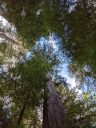 Sequoia sempervirens, Coast Redwoods, looking up straight tree trunks from below, tree canopy with blue sky and white clouds, Sam McDonald Park, San Mateo County, Loma Mar, California