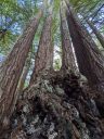 Sequoia sempervirens, Coast Redwoods, conifers, tall straight tree trunks, Sam McDonald Park, San Mateo County, Loma Mar, California