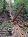 Sequoia sempervirens, Coast Redwoods, conifer, very large fallen tree trunk, tree fallen across gulley and small wooden fence, smashed wood, splintered wood, red wood, Sam McDonald Park, San Mateo County, Loma Mar, California