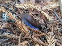 Blue and black feather on forest floor among dried Coast Redwood needles and lichens, dried leaves, Sequoia sempervirens, Steller's Jay feather, Sam McDonald Park, San Mateo County, Loma Mar, California