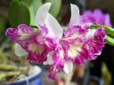 Laeliocattleya Nice Holiday 'Suntopia' HCC/AOS, Cattleya orchid hybrid flowers, fragrant orchid, purple and white flowers with fringed lips, grown indoors in Pacifica, California
