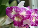 Laeliocattleya Nice Holiday 'Suntopia' HCC/AOS, Cattleya orchid hybrid flower, fragrant orchid, purple and white flower with fringed lip, grown indoors in Pacifica, California