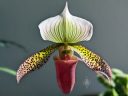Paphiopedilum hybrid orchid flower, Paph, Lady Slipper, green white purple and maroon flower, grown indoors in Pacifica, California