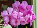 (Vanda Prayad Muang Ratch x Ascocenda Lena Kamolphan) x Vanda Srakaew, Vanda orchid hybrid flowers, large purple flowers, grown indoors in Pacifica, California