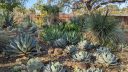 Agaves and succulents, Barrel Cactus, Ruth Bancroft Garden, Walnut Creek, California