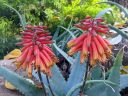 Aloe schelpei, succulent species, orange and red flowers, Ruth Bancroft Garden, Walnut Creek, California