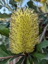 Banksia flower, unusual yellow flower, succulent species, Australian Honeysuckle, Ruth Bancroft Garden, Walnut Creek, California