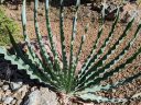 Boophone disticha, succulent plant species, fan shaped plant with wavy leaves, Ruth Bancroft Garden, Walnut Creek, California