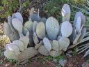 Cactus, cactus with silver paddles, Ruth Bancroft Garden, Walnut Creek, California