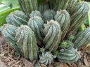 Spiral shaped cactus, cluster of small cacti, Ruth Bancroft Garden, Walnut Creek, California