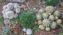 Group planting of small cactus and succulent species, Ruth Bancroft Garden, Walnut Creek, California