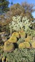 Cactus and succulents, Barrel Cactus, Ruth Bancroft Garden, Walnut Creek, California