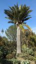 Chilean wine palm, Jubaea chilensis, palm tree species, Ruth Bancroft Garden, Walnut Creek, California