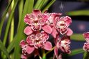 Cymbidium Strathdon 'Cooksbridge Fantasy', orchid hybrid flowers, peloric flowers, Pacific Orchid Expo 2022, Golden Gate Park, San Francisco, California