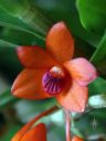 Dendrobium mohlianum, orchid species flower, orange and purple flower, Pacific Orchid Expo 2020, San Francisco, California