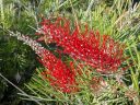 Grevillea 'Kings Fire', red flowers and honeybee, Ruth Bancroft Garden, Walnut Creek, California