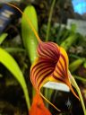 Masdevallia Jaime Posada, orchid hybrid flower, orange flower with purplish-red stripes, pleurothallid, Pacific Orchid Expo 2019, San Francisco, California