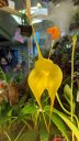 Masdevallia MacInnes' Golden Heart, orchid hybrid flower, yellow flower, Pacific Orchid Expo 2022, Golden Gate Park, San Francisco, California