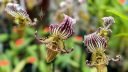 Paphiopedilum fairrieanum, orchid species flowers, Paph, Lady Slipper, Pacific Orchid Expo 2022, Golden Gate Park, San Francisco, California