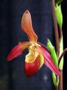 Phragmipedium Noirmont, Lady Slipper orchid hybrid flower, red and yellow flower, Phrag, Pacific Orchid Expo 2017, San Francisco, California