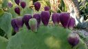 Prickly Pear Cactus fruit, ripening purple and green fruit, Ruth Bancroft Garden, Walnut Creek, California