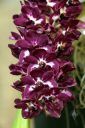 Rhynchostylis gigantea, orchid species flowers, deep purple and white flowers, Pacific Orchid Expo 2019, San Francisco, California