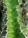 Succulent close up, green variegated succulent with thorns, Ruth Bancroft Garden, Walnut Creek, California