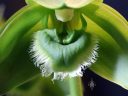Sudamerlycaste locusta, orchid species flower, close-up of fringed flower lip, green flower, Pacific Orchid Expo 2019, San Francisco, California