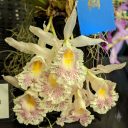 Trichopilia suavis, orchid species flowers, Pacific Orchid Expo 2020, San Francisco, California