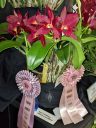 Cattlianthe Tutankamen, Cattleya orchid hybrid flowers with award ribbons on plant, deep red flowers, Pacific Orchid Expo 2022, Golden Gate Park, San Francisco, California