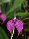 Masdevallia Pharoah, orchid hybrid flower, purple flower, pleurothallid, Pacific Orchid Expo 2022, Golden Gate Park, San Francisco, California