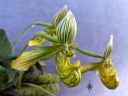Paphiopedilum venustum var. album, Lady Slipper, Paph, side view of orchid species flowers, green white and yellow flowers, grown indoors in Pacifica, California