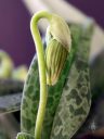 Paphiopedilum venustum var. album, Lady Slipper, Paph, orchid species flower bud, green and white bud, mottled leaves, variegated leaves, grown indoors in Pacifica, California