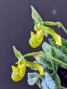 Paphiopedilum venustum var. album, Lady Slipper, Paph, side view of orchid species flowers, green white and yellow flowers, mottled leaves, variegated leaves, grown indoors in Pacifica, California