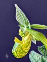 Paphiopedilum venustum var. album, Lady Slipper, Paph, side view of orchid species flower, green white and yellow flower, grown indoors in Pacifica, California