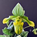 Paphiopedilum venustum var. album, Lady Slipper, Paph, orchid species flower, green white and yellow flower, grown indoors in Pacifica, California