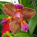 Phalaenopsis Joy Fairy Tale, Phal, Moth Orchid hybrid flower, peloric flower, Pacific Orchid Expo 2022, Golden Gate Park, San Francisco, California