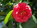 Camellia flower and leaves, red flower, grown outdoors in Pacifica, California